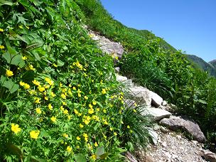 登山道と花.JPG