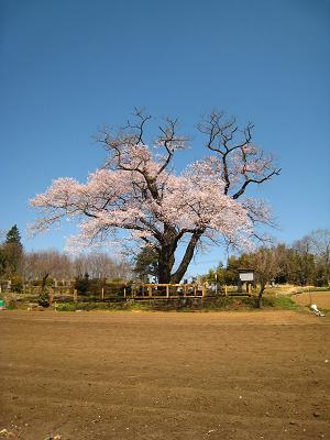 １本桜.JPG